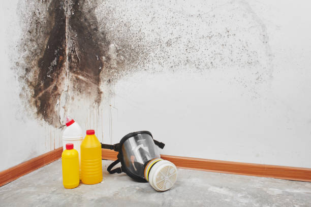 Best Residential Mold Removal  in Saukville, WI