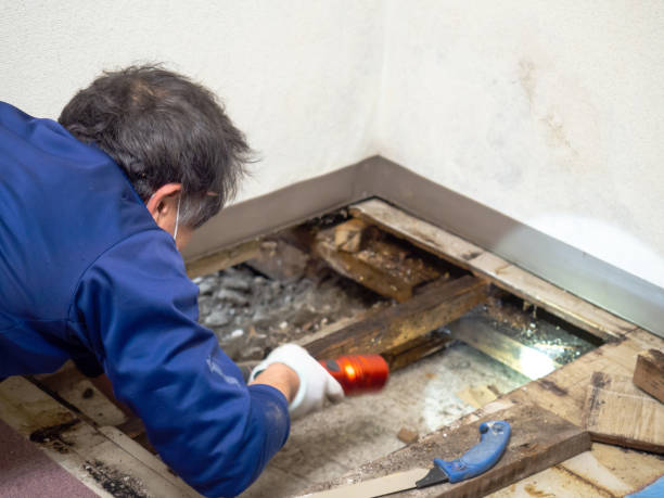 Best Mold Remediation Experts  in Saukville, WI