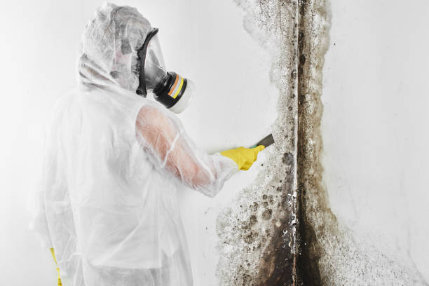 Best Mold Remediation  in Saukville, WI