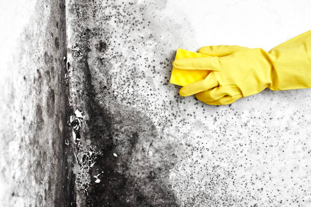 Best Mold Removal Specialists  in Saukville, WI