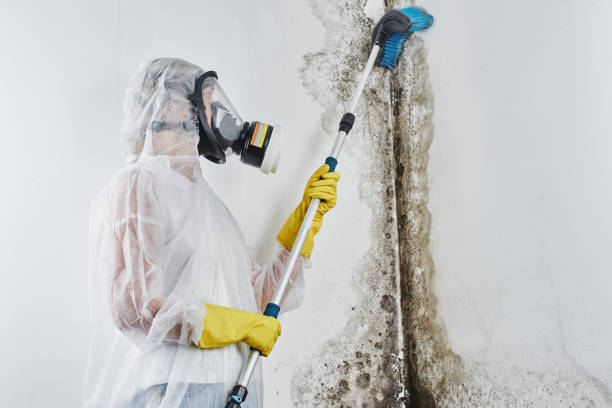 Best Office Mold Removal Services  in Saukville, WI