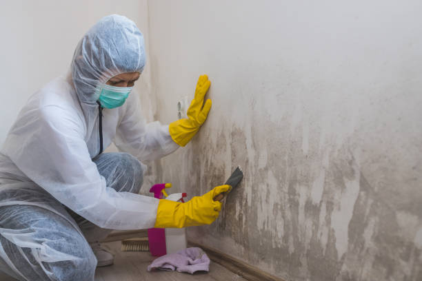 Best Emergency Mold Removal  in Saukville, WI