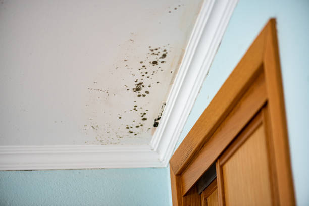 Best Mold Remediation  in Saukville, WI