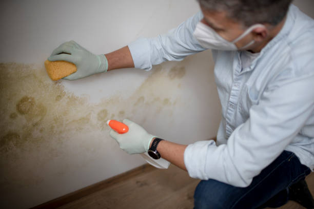 Best Professional Mold Removal  in Saukville, WI