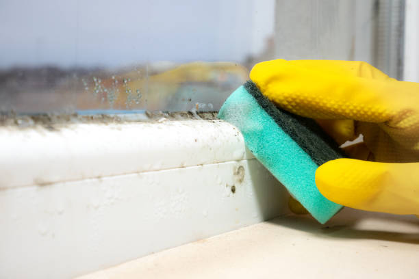 Best Mold Damage Repair  in Saukville, WI