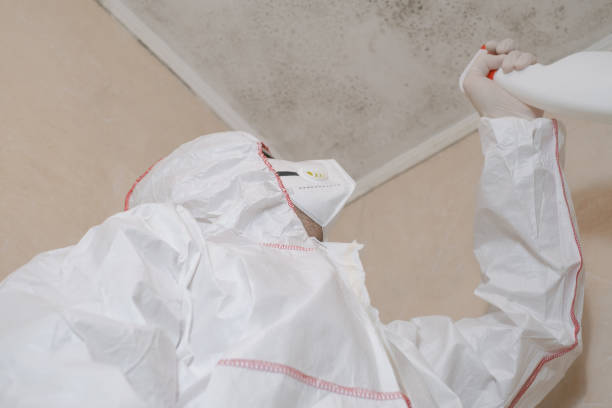 Best Mold Remediation  in Saukville, WI