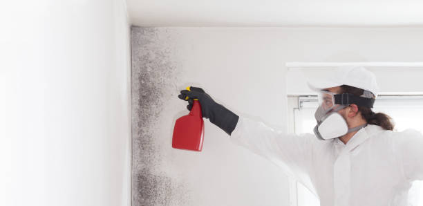 Best Local Mold Removal Service  in Saukville, WI