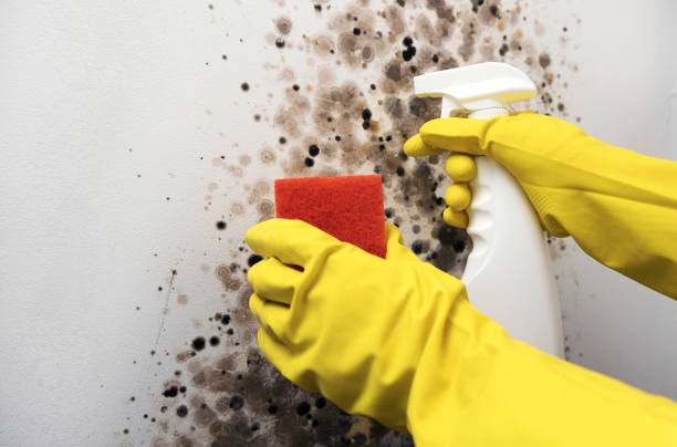 Best Mold Damage Repair  in Saukville, WI