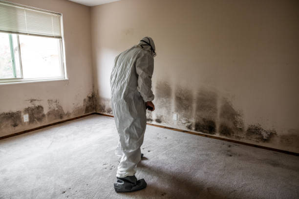 Best Home Mold Removal  in Saukville, WI