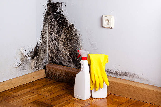 Best Residential Mold Removal  in Saukville, WI