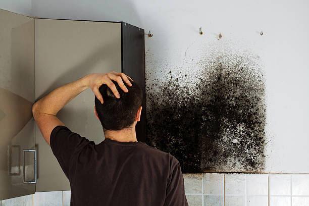 Best Mold Removal Company Near Me  in Saukville, WI