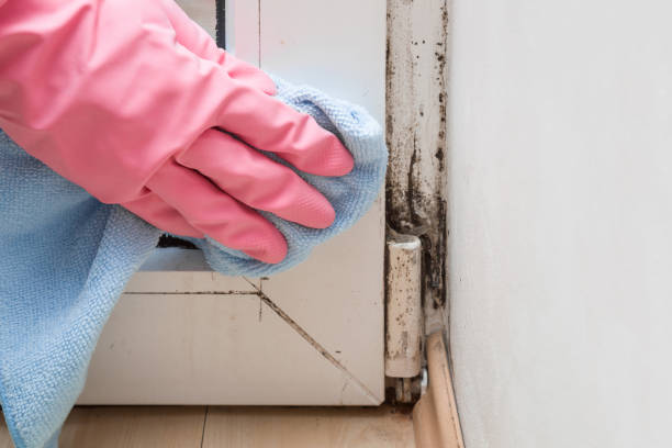 Best Affordable Mold Removal  in Saukville, WI