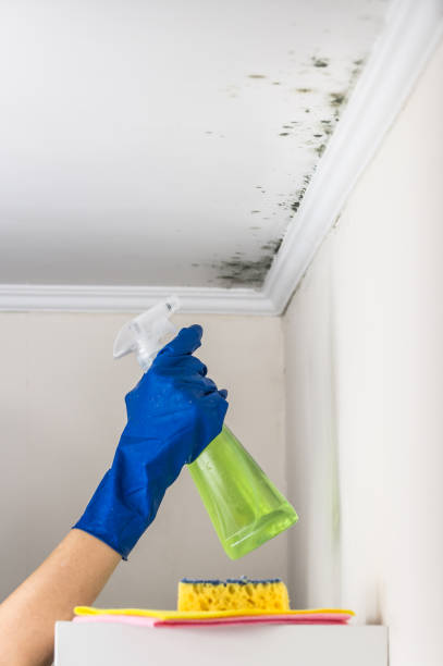 Best Affordable Mold Removal  in Saukville, WI